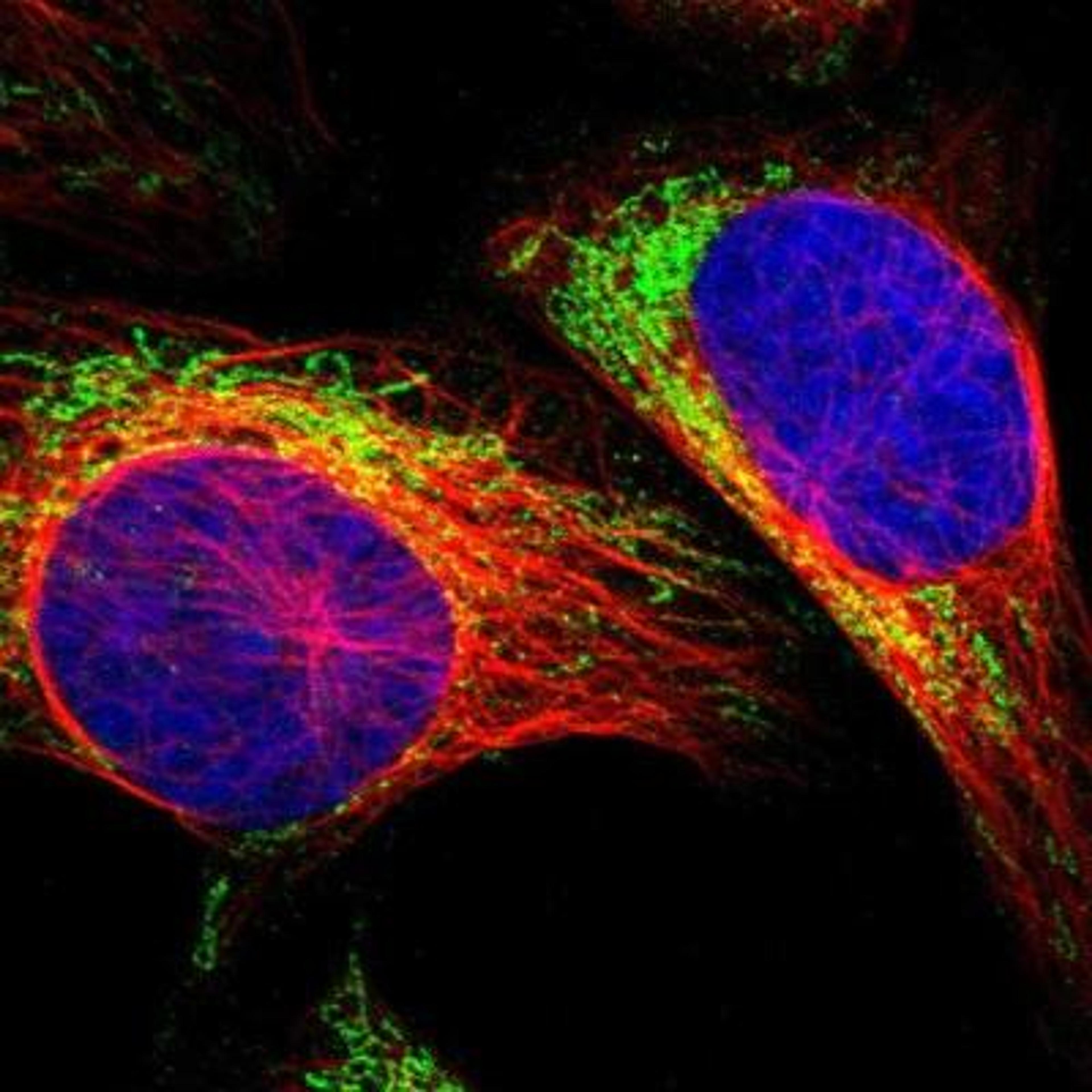 Immunocytochemistry/ Immunofluorescence: MRM1 Antibody [NBP1-83597] -  Staining of human cell line U-2 OS shows positivity in mitochondria.