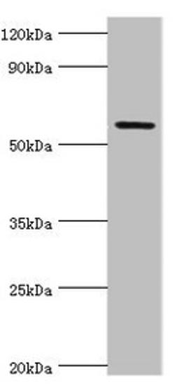 Western blot. All lanes: Growth factor receptor-bound protein 7 antibody at 2ug/ml + Rat brain tissue. Secondary. Goat polyclonal to rabbit IgG at 1/10000 dilution. Predicted band size: 60, 50, 63, 56 kDa. Observed band size: 60 kDa.