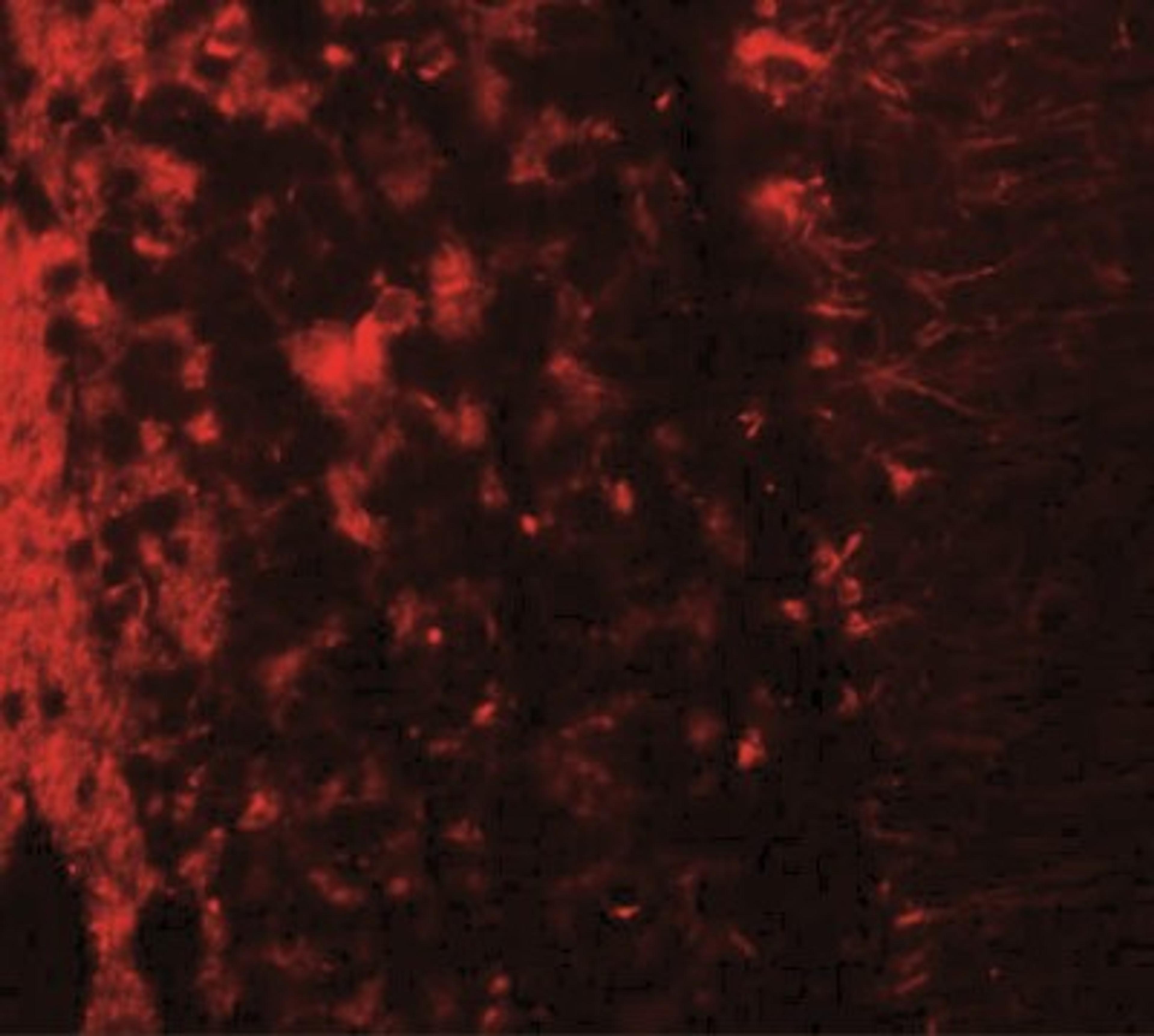 Immunocytochemistry/Immunofluorescence: LRRTM2 Antibody [NBP2-41129] - Immunofluorescence of LRRTM2 in human brain tissue with LRRTM2 antibody at 20 ug/mL.