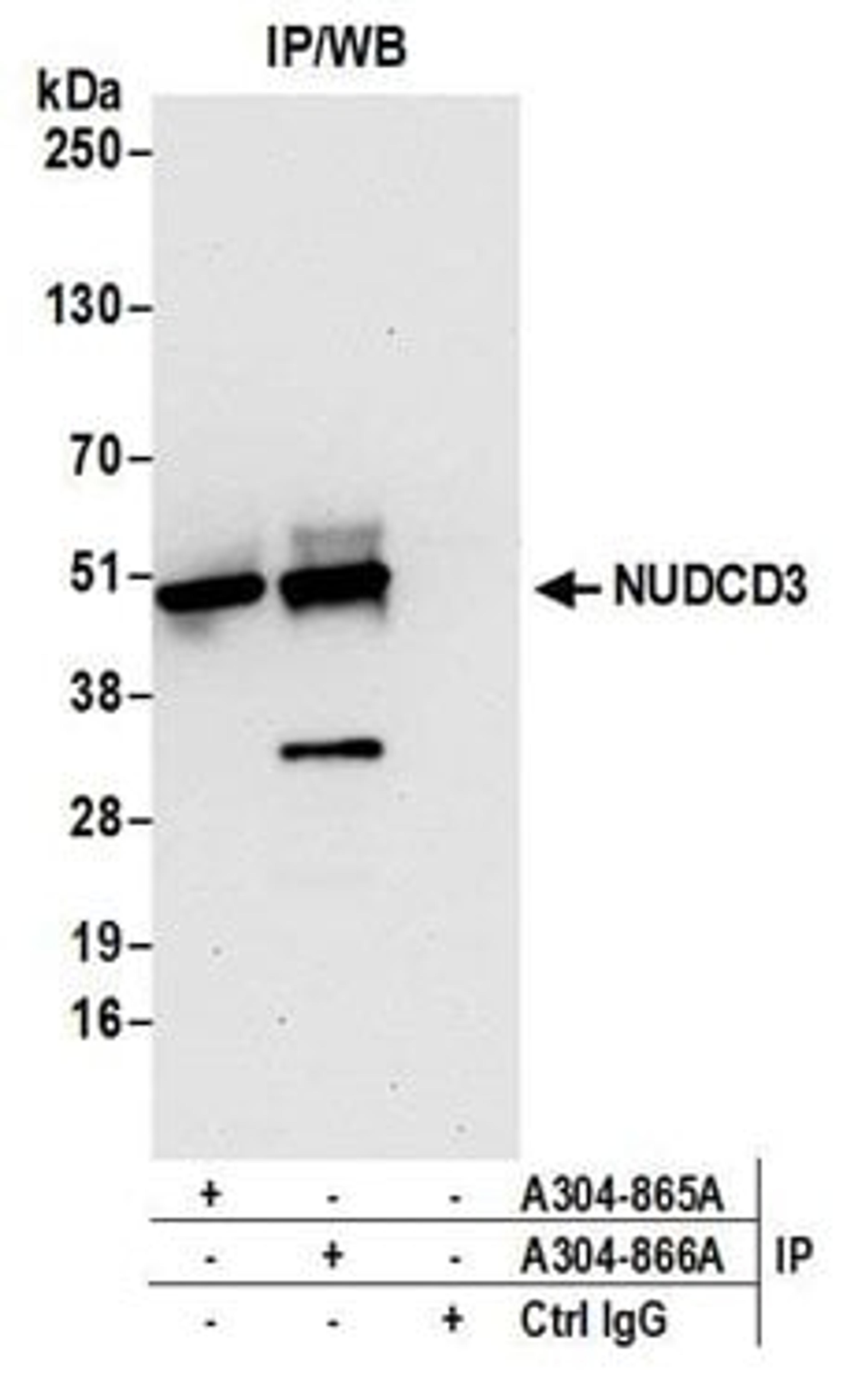 Detection of human NUDCD3 by western blot of immunoprecipitates.