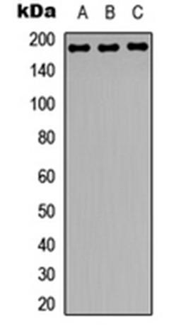 Western blot analysis of HeLa (Lane 1), NIH3T3 (Lane 2), rat brain (Lane 3) whole cell lysates using Zep-1 antibody