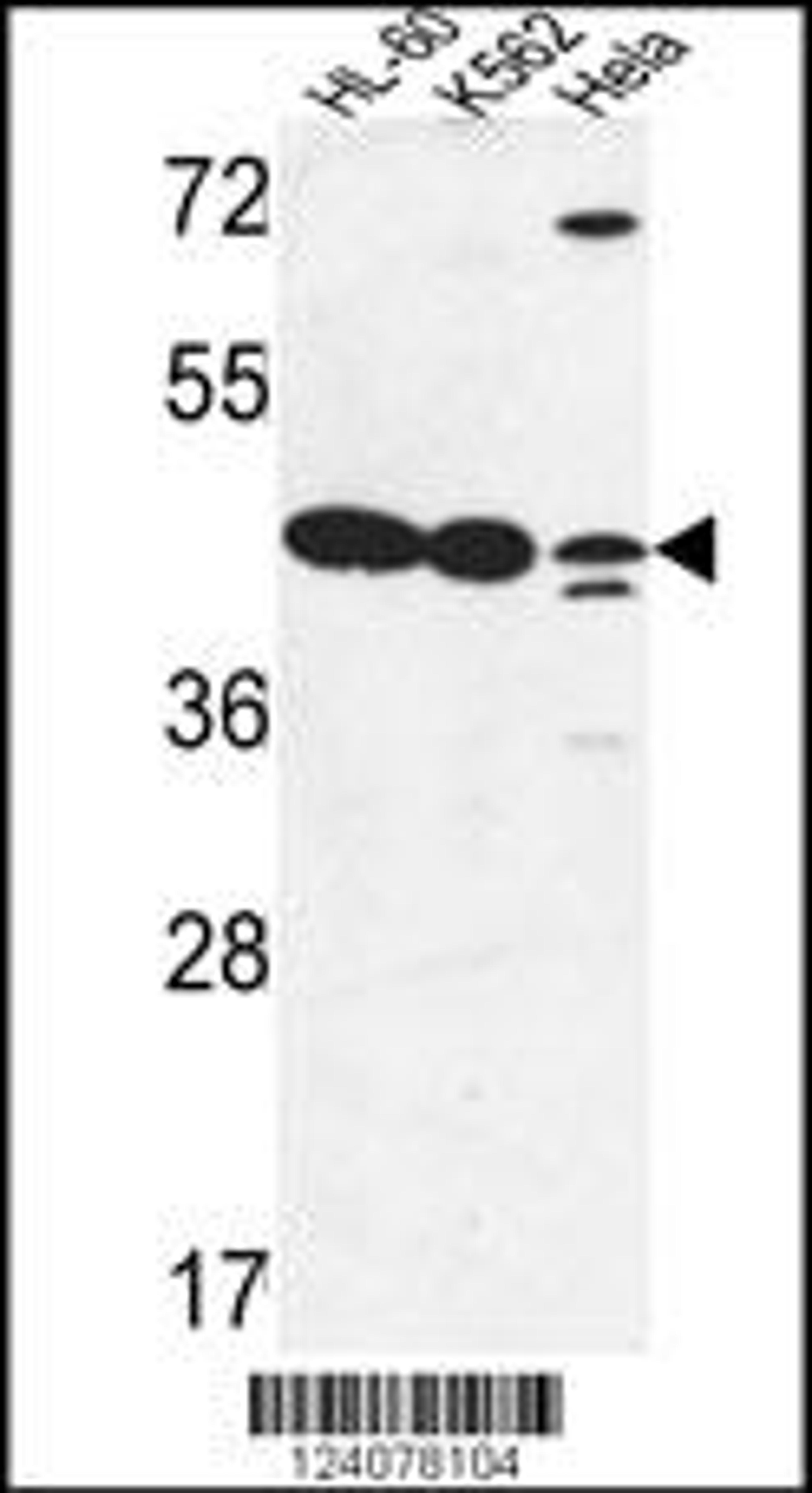 Western blot analysis in HL-60,K562,Hela cell line lysates (35ug/lane).