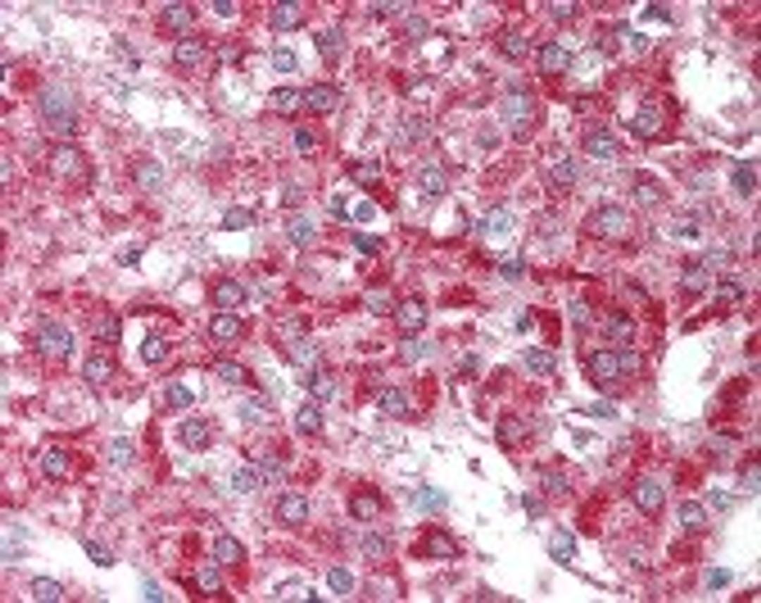 Immunohistochemistry staining of HUS1B in adrenal tissue using HUS1B Antibody.