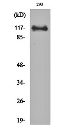 Western blot analysis of 293 cell lysates using BM28 antibody