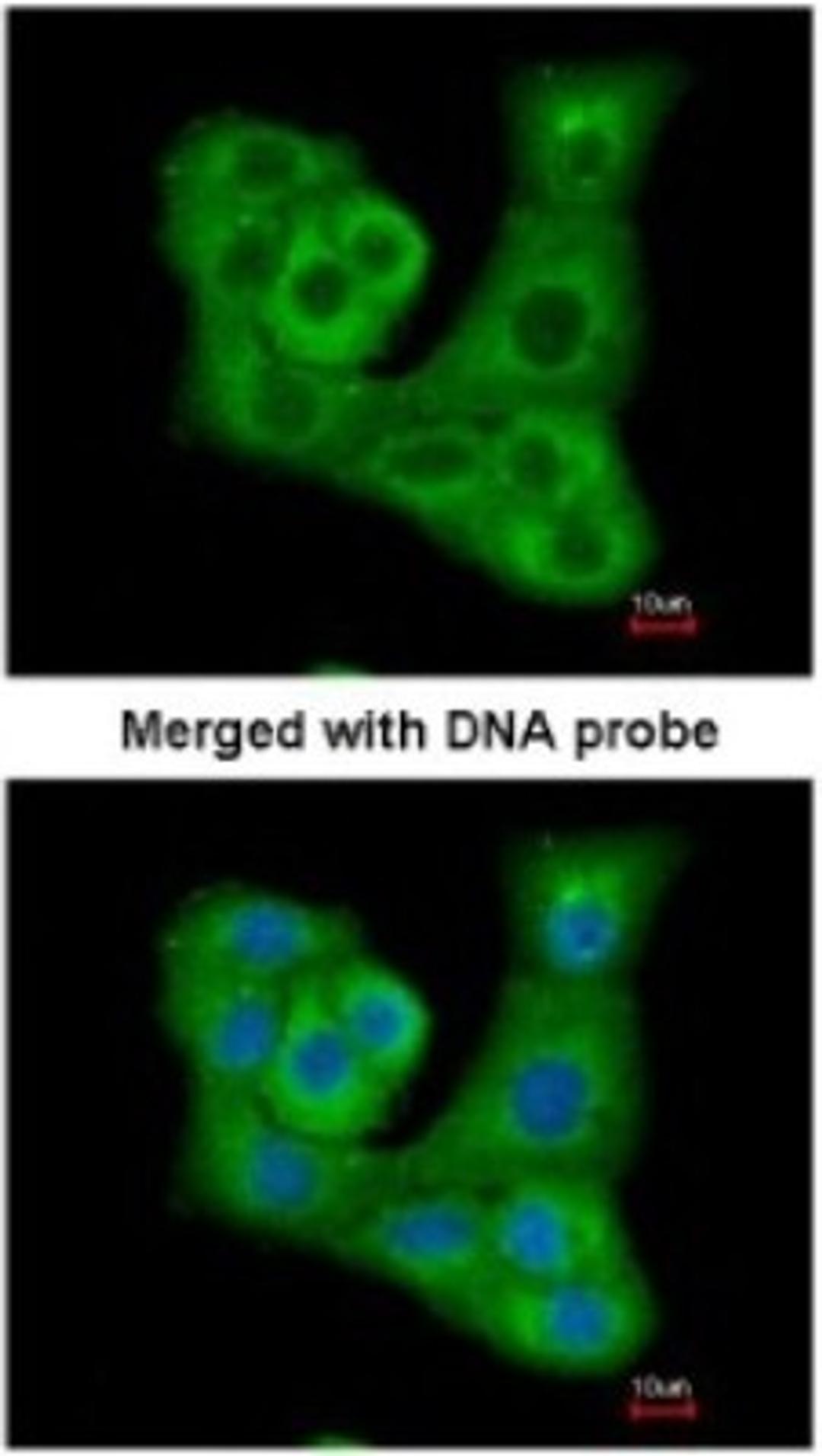 Immunocytochemistry/Immunofluorescence: DUSP7 Antibody [NBP1-31232] - Paraformaldehyde-fixed A549, using antibody at 1:200 dilution.