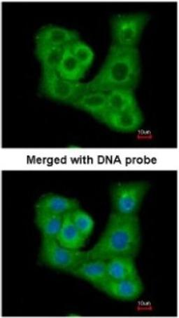 Immunocytochemistry/Immunofluorescence: DUSP7 Antibody [NBP1-31232] - Paraformaldehyde-fixed A549, using antibody at 1:200 dilution.