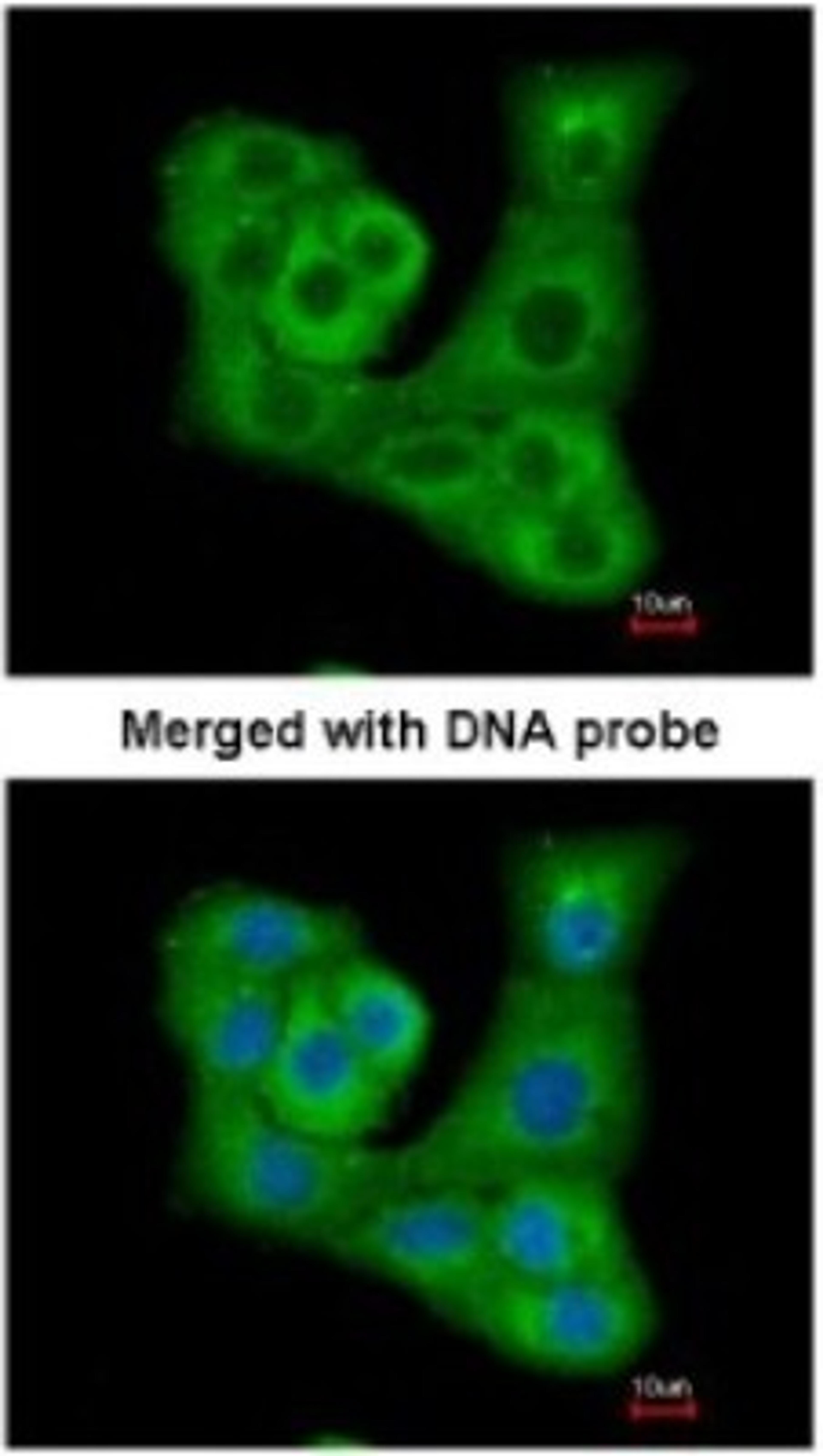 Immunocytochemistry/Immunofluorescence: DUSP7 Antibody [NBP1-31232] - Paraformaldehyde-fixed A549, using antibody at 1:200 dilution.