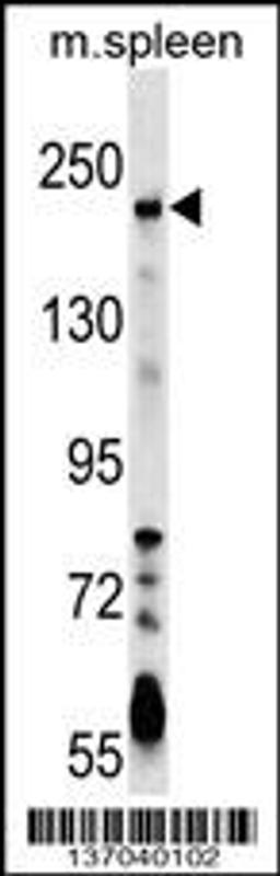 Western blot analysis in mouse spleen tissue lysates (35ug/lane).