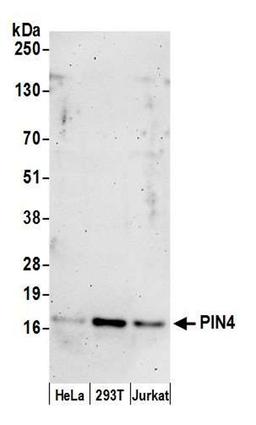 Detection of human PIN4 by WB.