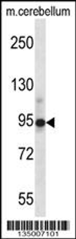 Western blot analysis in mouse cerebellum tissue lysates (35ug/lane).