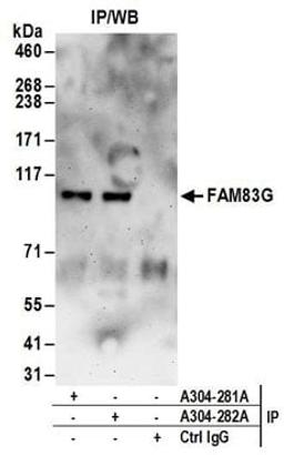 Detection of human FAM83G by western blot of immunoprecipitates.