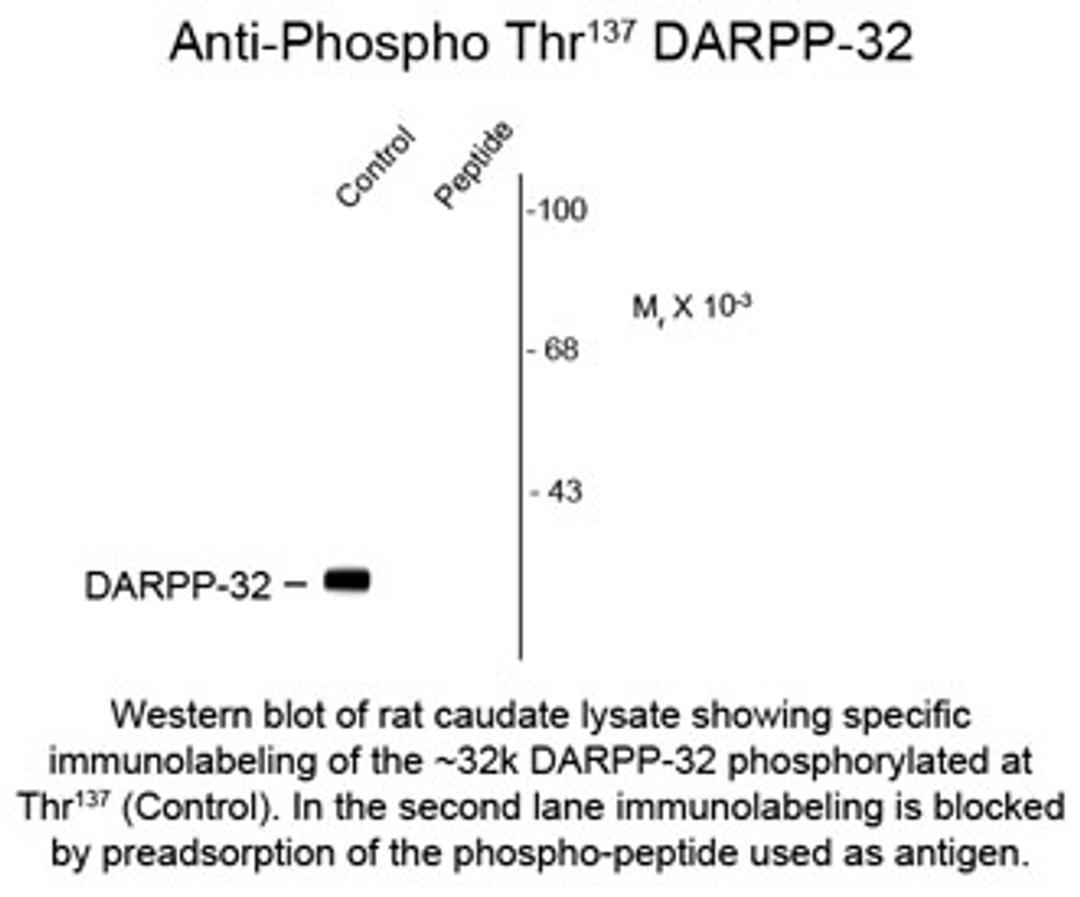 Western blot of rat caudate lysate showing specific immunolabeling of the ~32k DARPP-32 phosphorylated at Thr137 (Control). In the second lane immunolabeling is blocked by preadsorption of the phospho-peptide used as antigen.