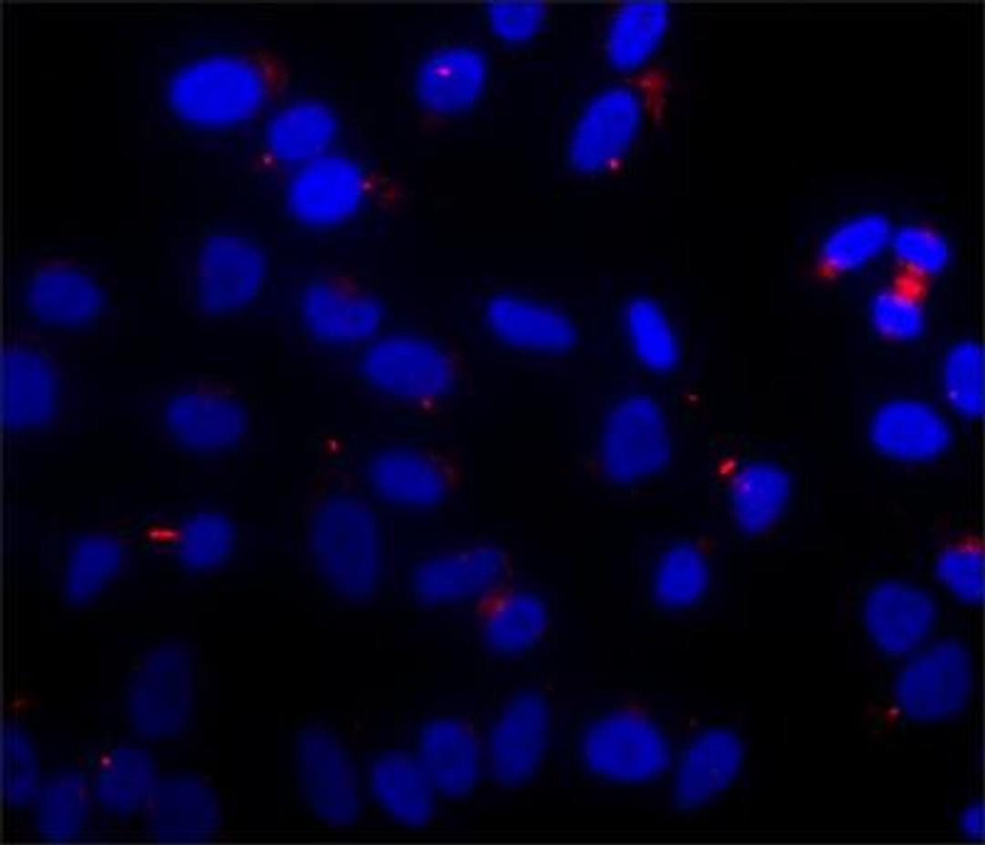 Immunocytochemistry/Immunofluorescence: Tubulin [ac Lys40] Antibody (6-11B-1) [NB600-567] - HeLa cells were fixed with 4% paraformaldehyde followed permeabilization with 0.5% Triton X-100. Fixed cells were stained with 1:2,000 monoclonal Tubulin, Acetylated antibody Clone: 6-11B-1 . The antibody was detected using goat anti-Mouse IgG, Cy3 conjugate followed by counterstaining with DAPI (blue).