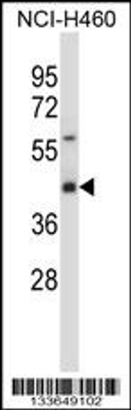 Western blot analysis in NCI-H460 cell line lysates (35ug/lane).