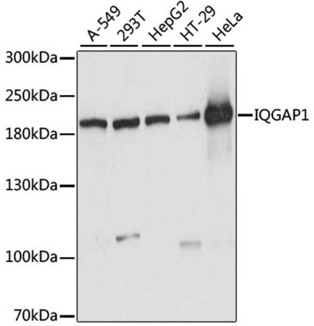 Western blot - IQGAP1 antibody (A5679)