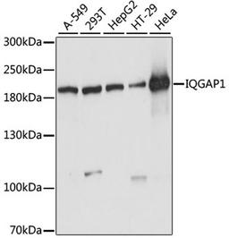 Western blot - IQGAP1 antibody (A5679)