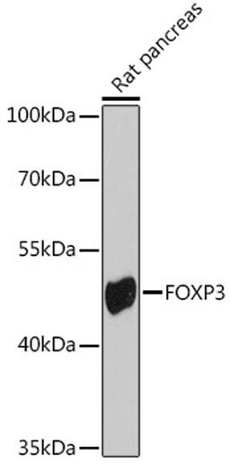 Western blot - FOXP3 antibody (A8024)