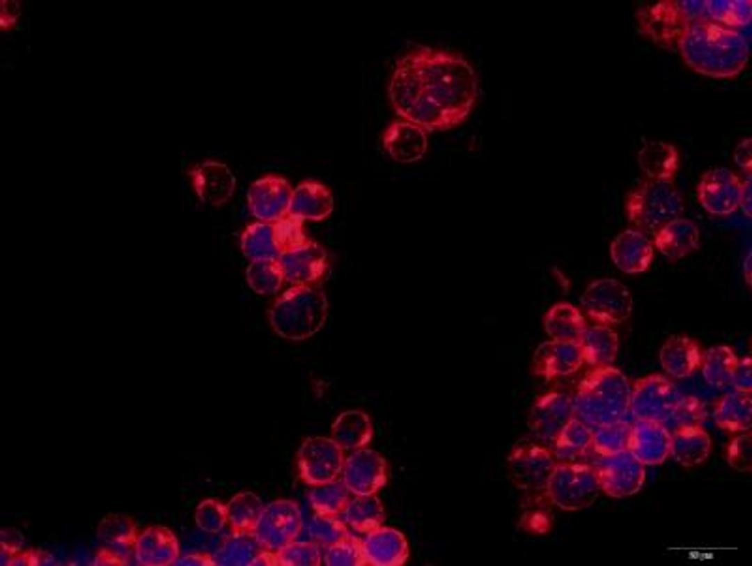 Immunofluorescence: ULBP-3 Antibody [NBP2-31866] - analysis of ULBP-3 in methanol-fixed, Jurkat cells using anti-ULBP-3 antibody. Image from verified customer review.