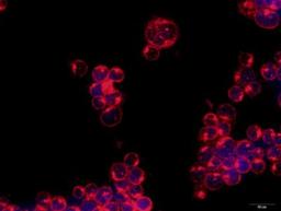 Immunofluorescence: ULBP-3 Antibody [NBP2-31866] - analysis of ULBP-3 in methanol-fixed, Jurkat cells using anti-ULBP-3 antibody. Image from verified customer review.