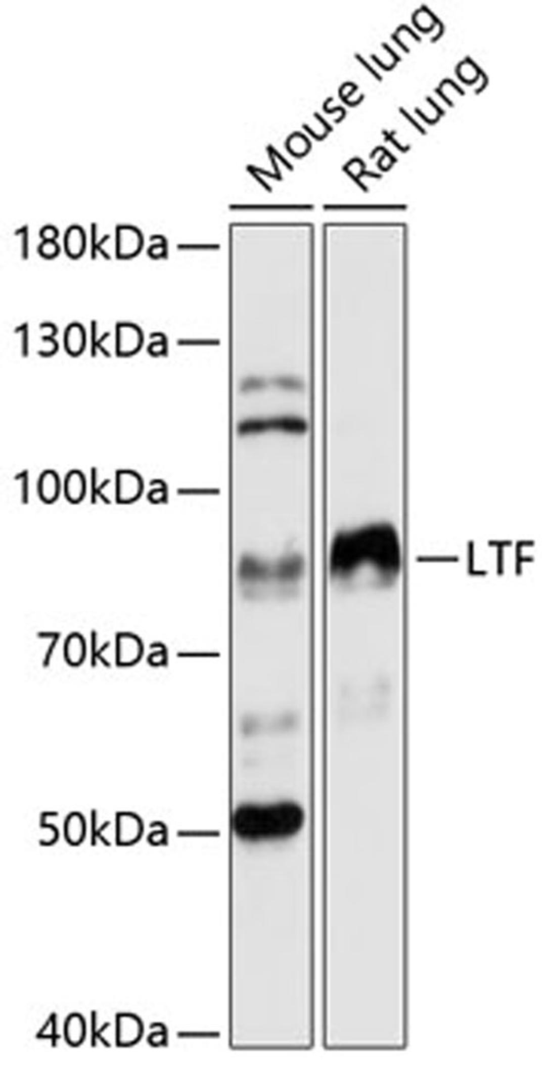 Western blot - LTF antibody (A12902)