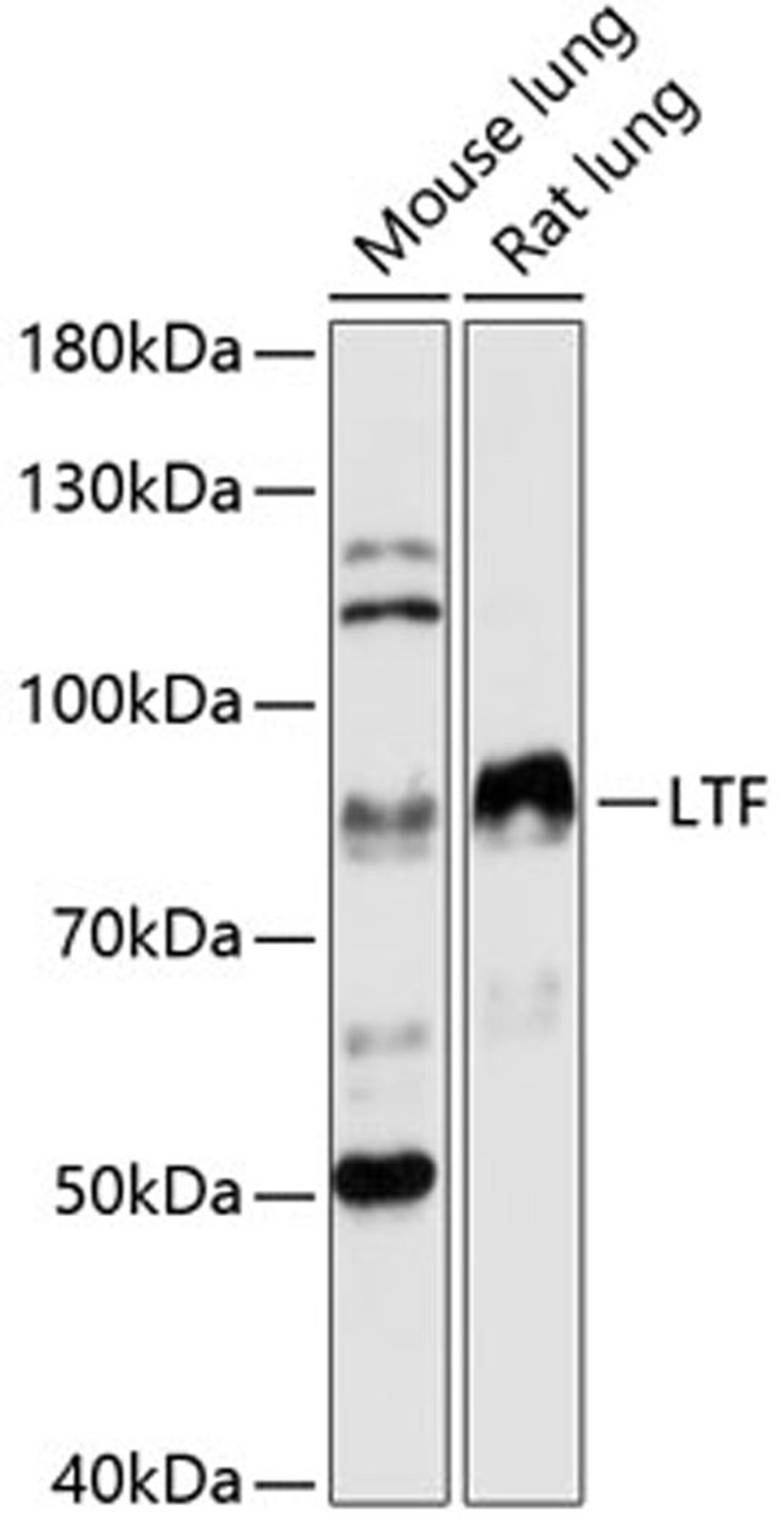 Western blot - LTF antibody (A12902)