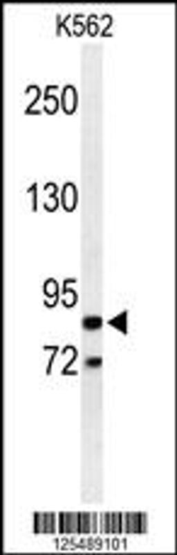 Western blot analysis of AVIL Antibody in K562 cell line lysates (35ug/lane)