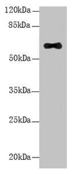 Western Blot. All lanes: LRRC31 antibody at 5µg/ml + Mouse small intestine tissue. Secondary. Goat polyclonal to rabbit IgG at 1/10000 dilution. Predicted band size: 62, 56, 39, 49 kDa. Observed band size: 62 kDa