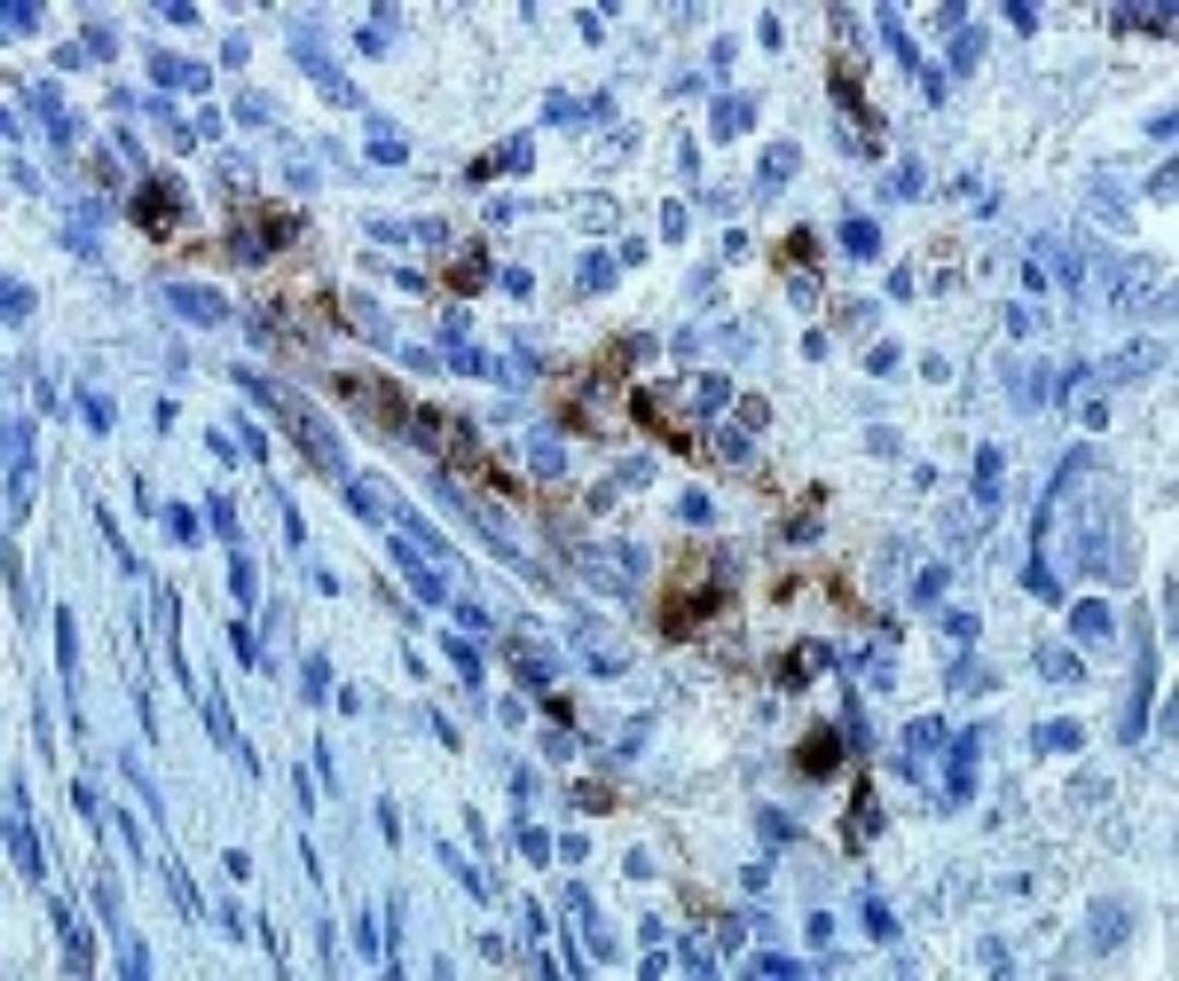 Immunohistochemistry-Paraffin: DC-LAMP Antibody (1010E1.01) [DDX0191P-100] - Analysis using the Biotin conjugate of DDX0191P-100. Staining of human lymph node.