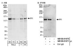 Western Blot: PF1 Antibody [NB100-81671] - Detection of Human and Mouse PF1 on HeLa whole cell lysate using NB100-81671. Pf1 was also  immunoprecipitated by rabbit anti-PF1 antibody NB100-81670.