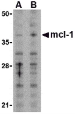 Western blot analysis of Mcl-1in Raji cell lysates with Mcl-1 antibody at (A) 1 and (B) 2 μg/mL.