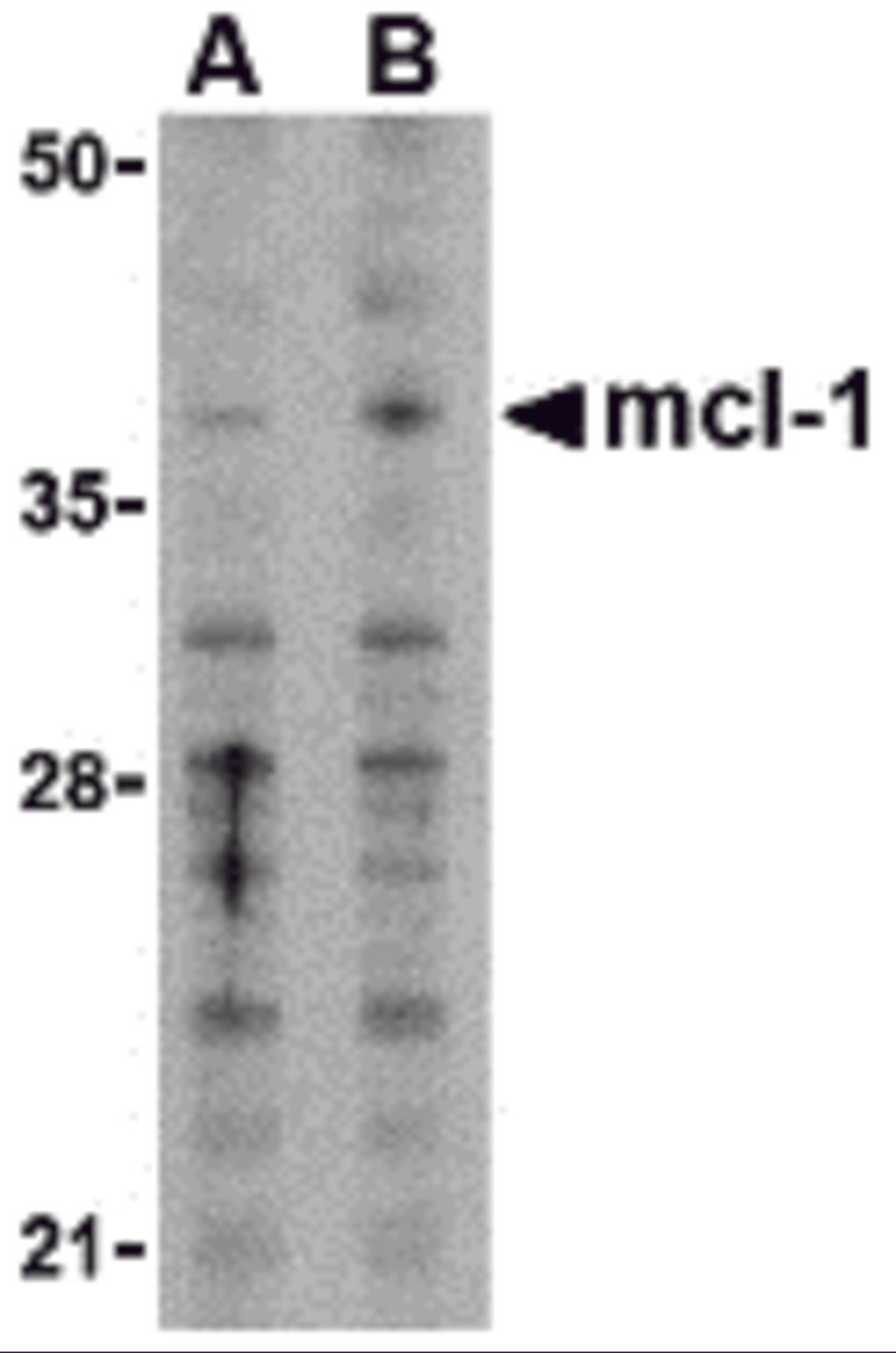 Western blot analysis of Mcl-1in Raji cell lysates with Mcl-1 antibody at (A) 1 and (B) 2 μg/mL.