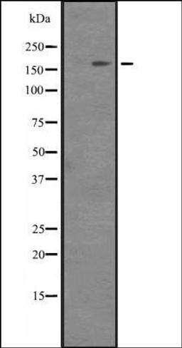 Western blot analysis of TF1 lysate using ITGAM antibody