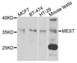 Western blot analysis of extracts of various cells using MEST antibody