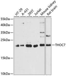 Western blot - THOC7 antibody (A13700)