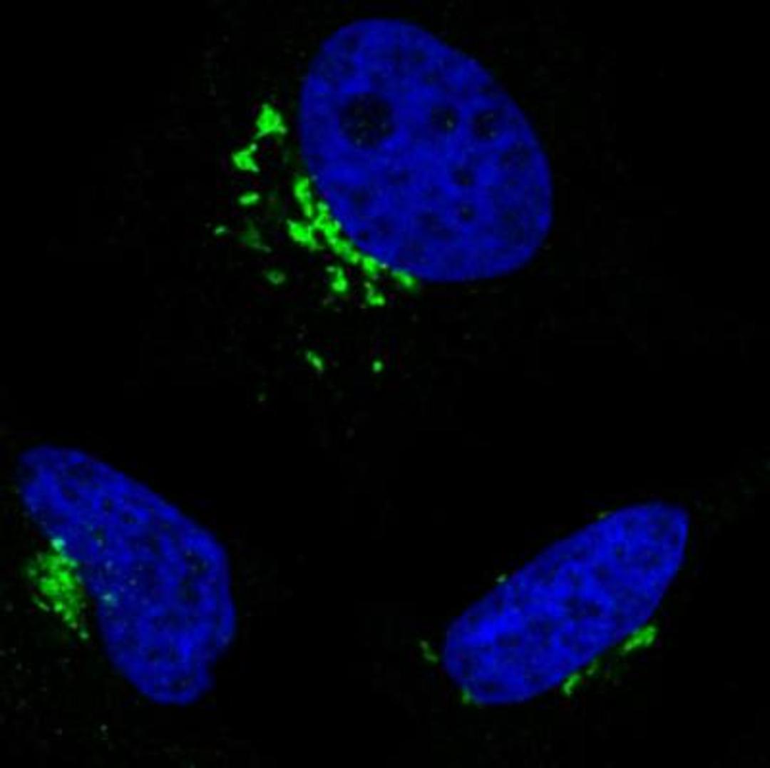 Immunocytochemistry/Immunofluorescence: GRASP55 Antibody (CL2610) [NBP2-36779] - Staining in HeLa cell line with Anti-GORASP2 monoclonal antibody, showing specific staining of the golgi apparatus in green. Microtubule- and nuclear probes are visualized in red and blue respectively (where available). Antibody staining is shown in green.