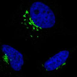 Immunocytochemistry/Immunofluorescence: GRASP55 Antibody (CL2610) [NBP2-36779] - Staining in HeLa cell line with Anti-GORASP2 monoclonal antibody, showing specific staining of the golgi apparatus in green. Microtubule- and nuclear probes are visualized in red and blue respectively (where available). Antibody staining is shown in green.