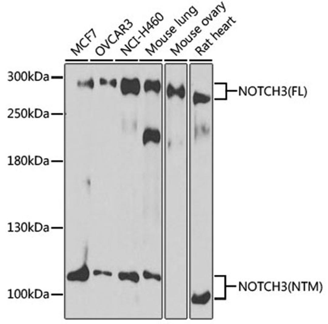 Western blot - NOTCH3 antibody (A13522)