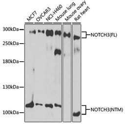 Western blot - NOTCH3 antibody (A13522)