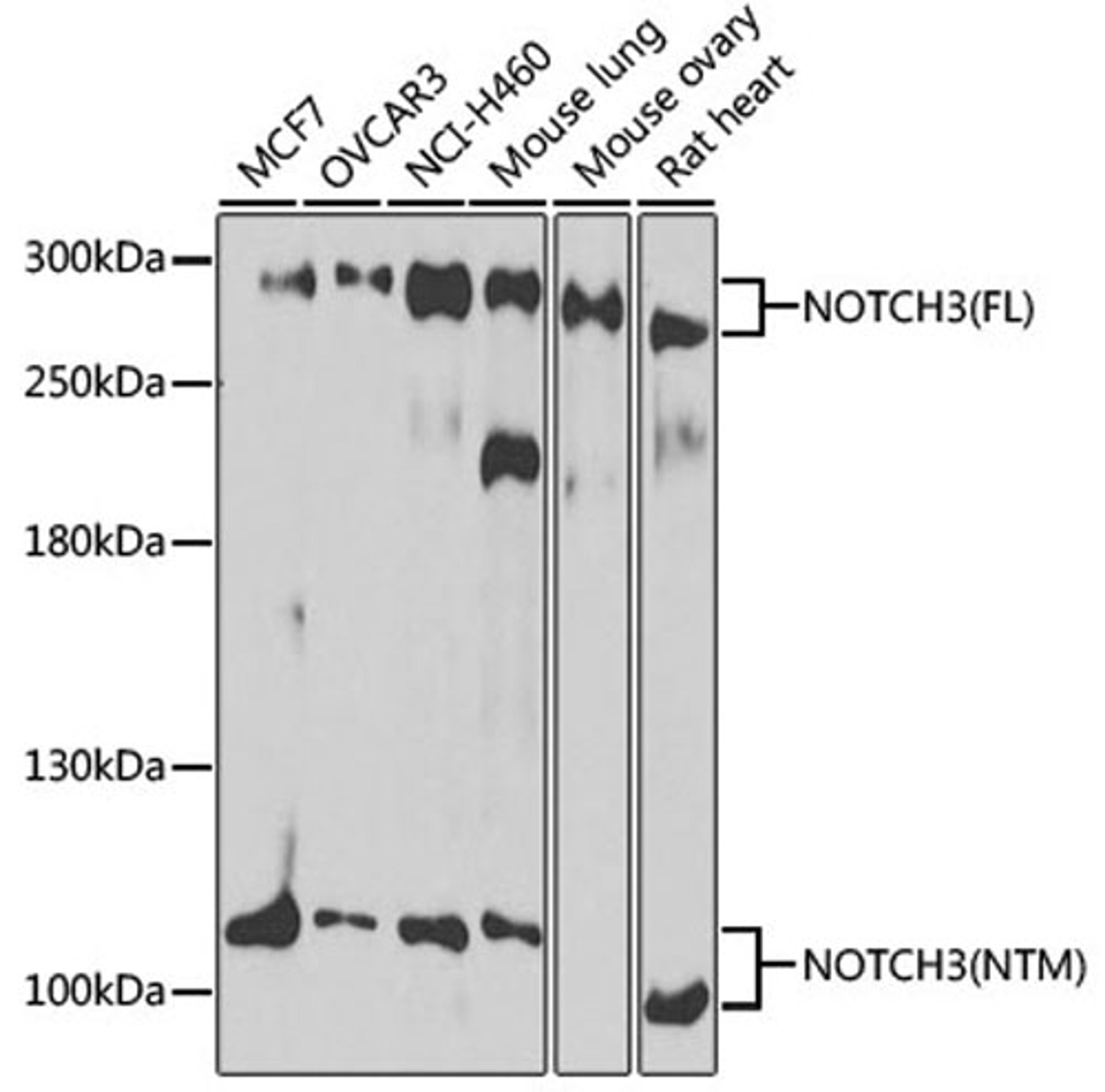 Western blot - NOTCH3 antibody (A13522)