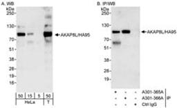 Detection of human AKAP8L/HA95 by western blot and immunoprecipitation.