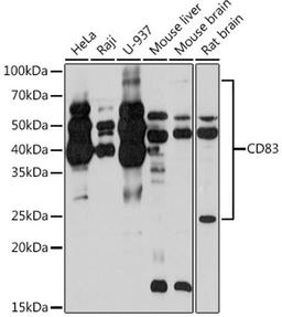 Western blot - CD83 Rabbit mAb (A4234)