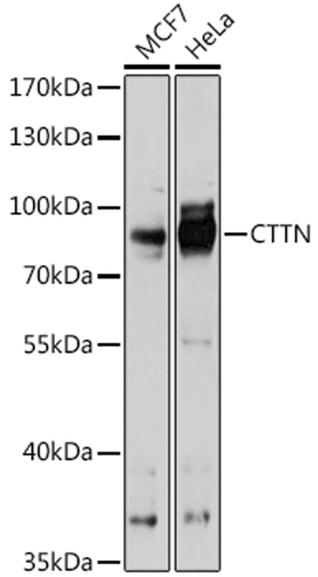 Western blot - CTTN antibody (A15054)