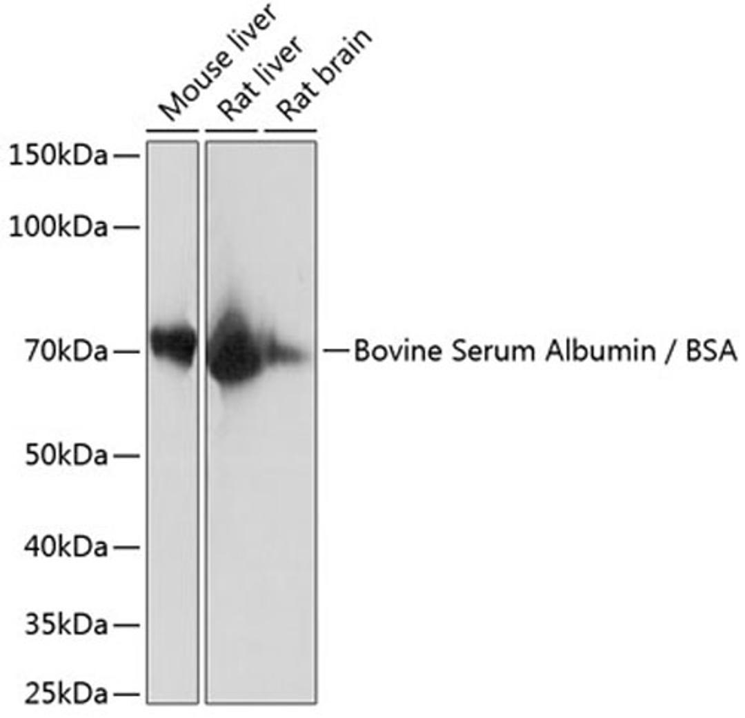 Western blot - Bovine Serum Albumin / BSA Rabbit mAb (A11625)