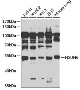 Western blot - NSUN6 antibody (A13454)