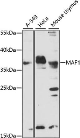 Western blot - MAF1 antibody (A15531)