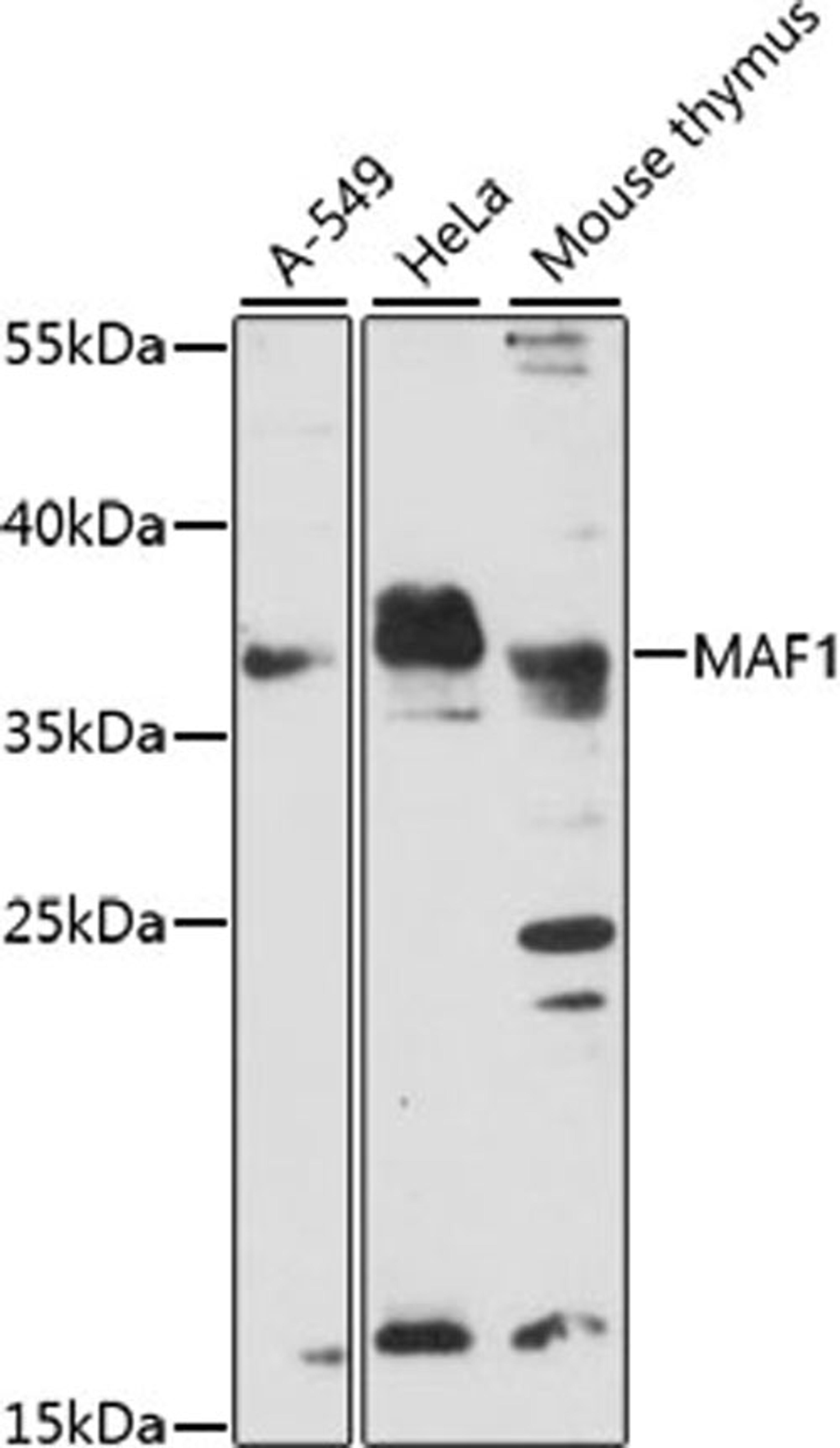 Western blot - MAF1 antibody (A15531)