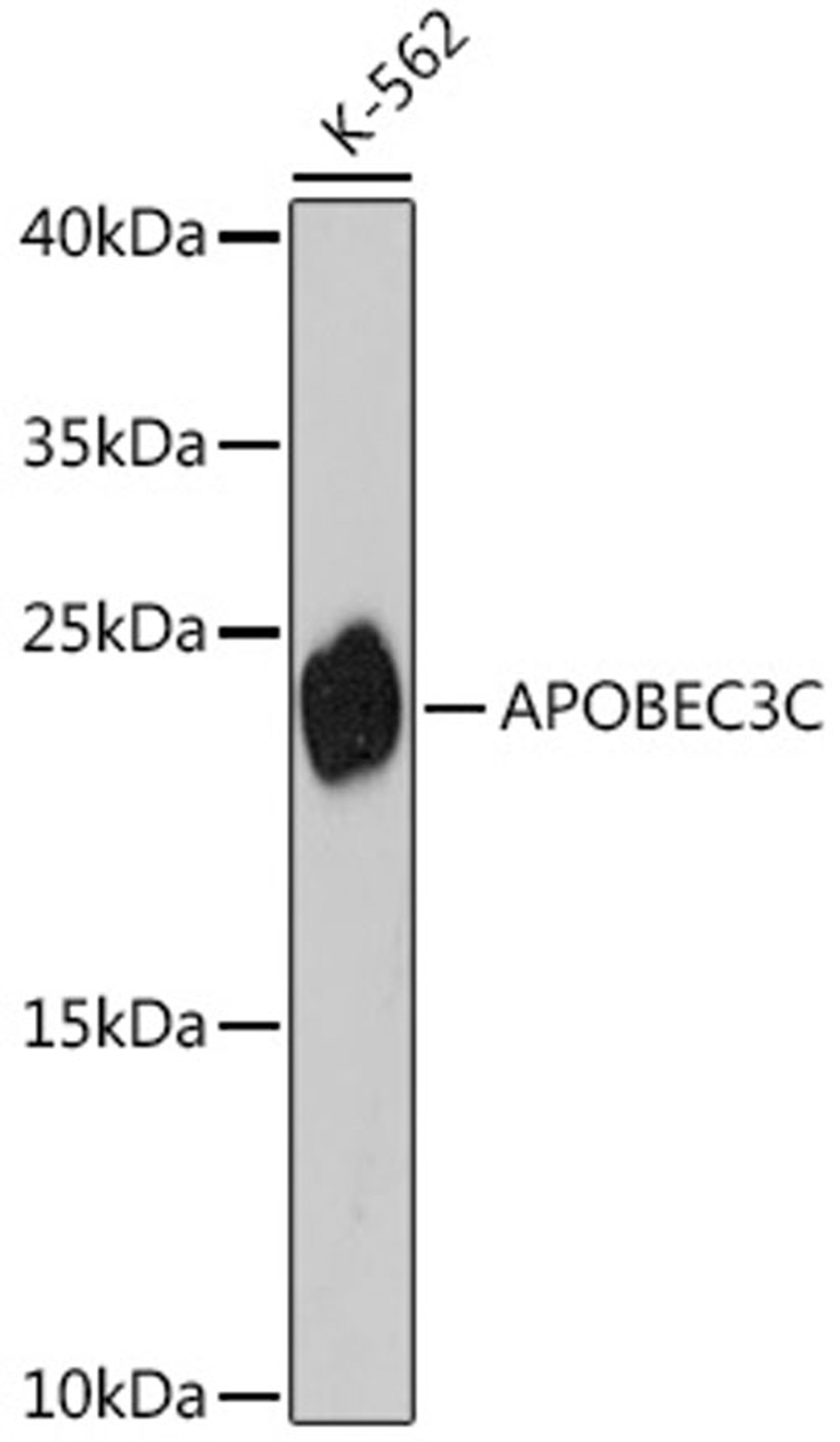 Western blot - APOBEC3C antibody (A14510)