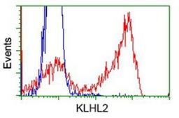 Flow Cytometry: KLHL2 Antibody (1G7) [NBP2-02939] - HEK293T cells transfected with either overexpression plasmid (Red) or empty vector control plasmid (Blue) were immunostained by anti-KLHL2 antibody, and then analyzed by flow cytometry.