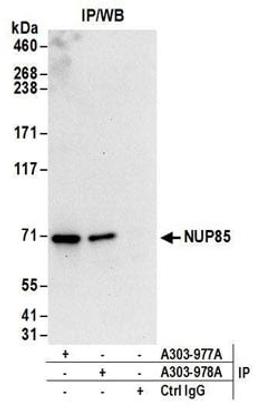 Detection of human NUP85 by western blot of immunoprecipitates.