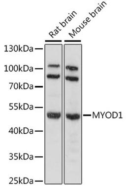 Western blot - MYOD1 antibody (A16218)